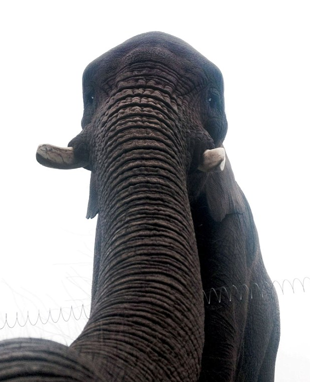 Elefanten tog en bild på sig själv.
